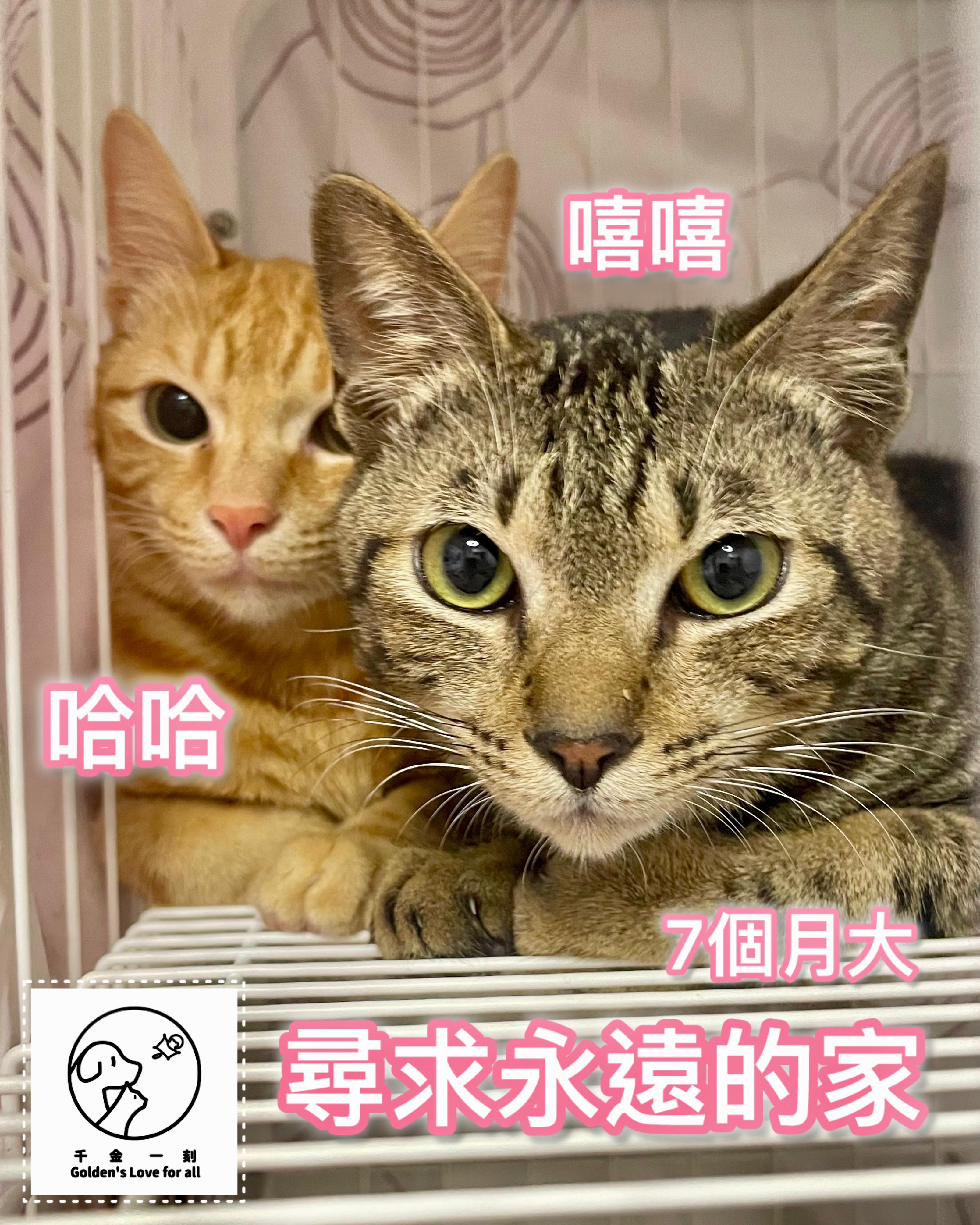 嘻嘻，哈哈